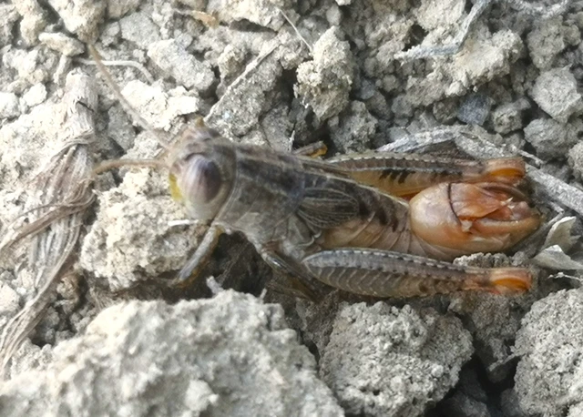 Orthoptera - Egyenesszárnyúak