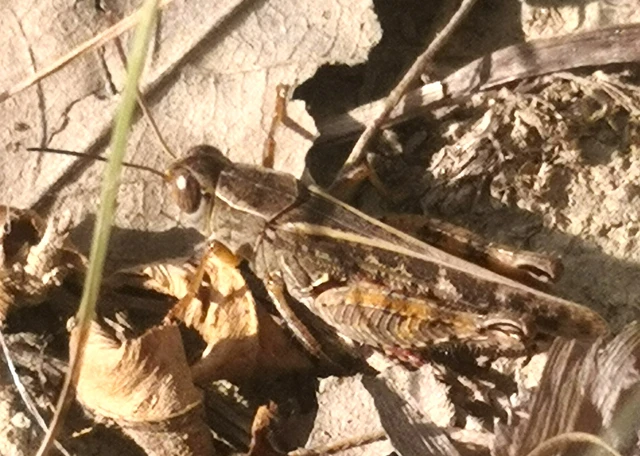 Orthoptera - Egyenesszárnyúak