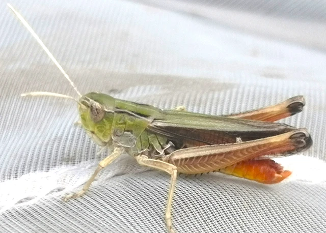 Orthoptera - Egyenesszárnyúak