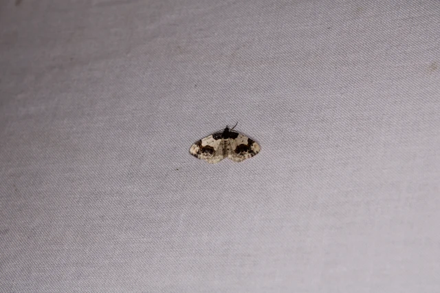Ligdia adustata - barna levélaraszoló