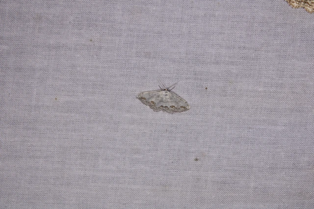 Scopula ornata - díszes fehéraraszoló