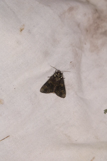 Craniophora ligustri - fagyalbagoly