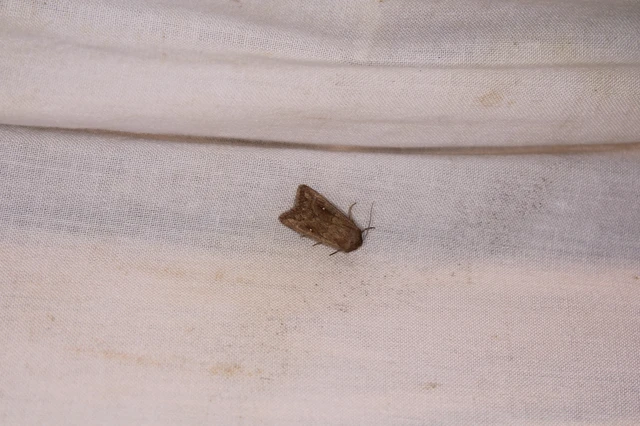 Mythimna albipuncta - fehérpettyes rétibagoly