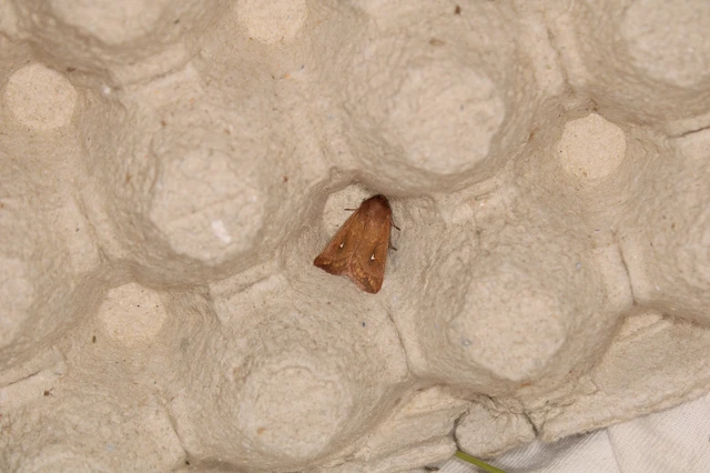 Mythimna albipuncta - fehérpettyes rétibagoly