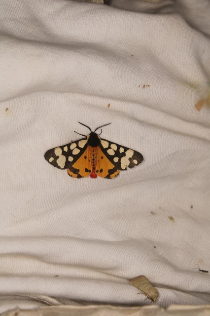 Arctia villica - fekete medvelepke