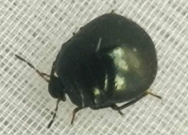 Coptosoma Coptosoma