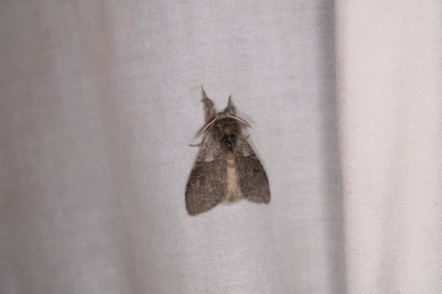 Calliteara pudibunda - hamvasszövő