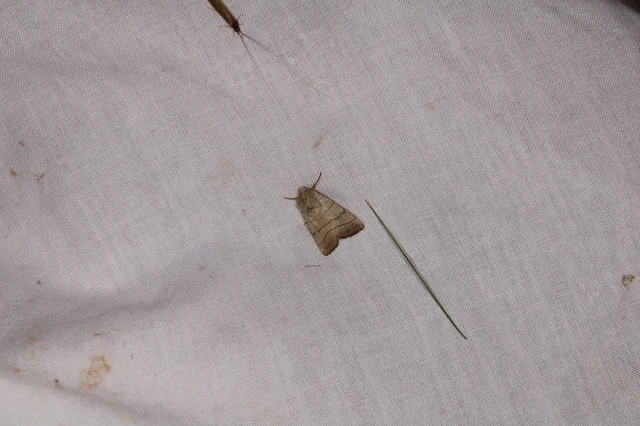 Charanyca trigrammica - háromsávos lombbagoly