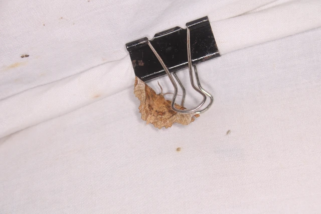 Selenia lunularia - egyfoltos holdasaraszoló