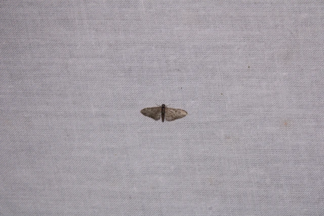 Eupithecia dodoneata - tölgy-törpearaszoló