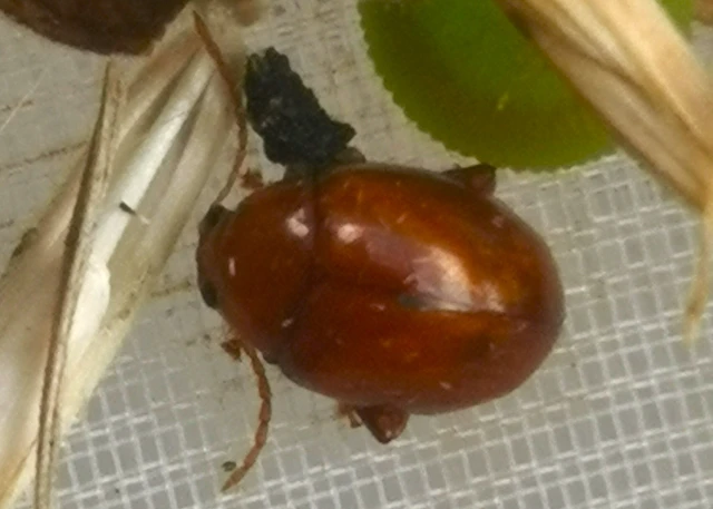 Coleoptera - Bogarak
