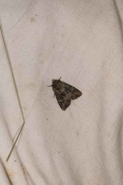 Apamea illyria - déli dudvabagoly