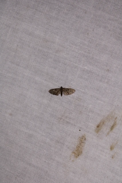 Eupithecia dodoneata - tölgy-törpearaszoló