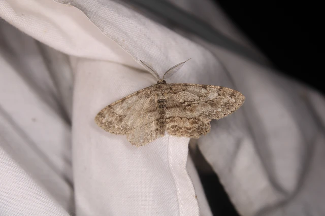 Hypomecis punctinalis - pettyes faaraszoló