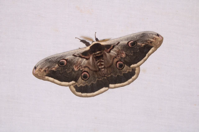 Saturnia pyri - nagy pávaszem