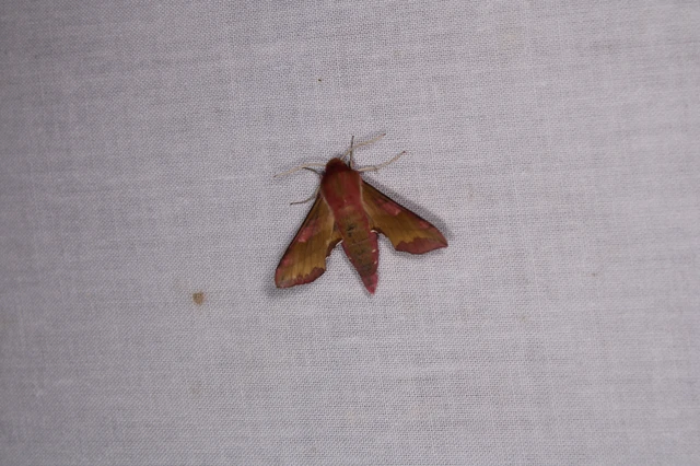 Deilephila porcellus - piros szender