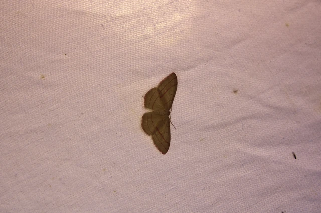 Rhodostrophia vibicaria - pirosszélű araszoló