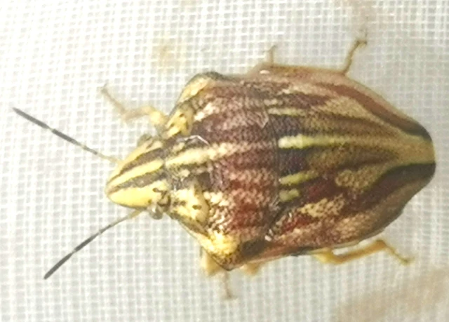 Odontotarsus purpureolineatus - tarka pajzsospoloska Odontotarsus purpureolineatus - tarka pajzsospoloska