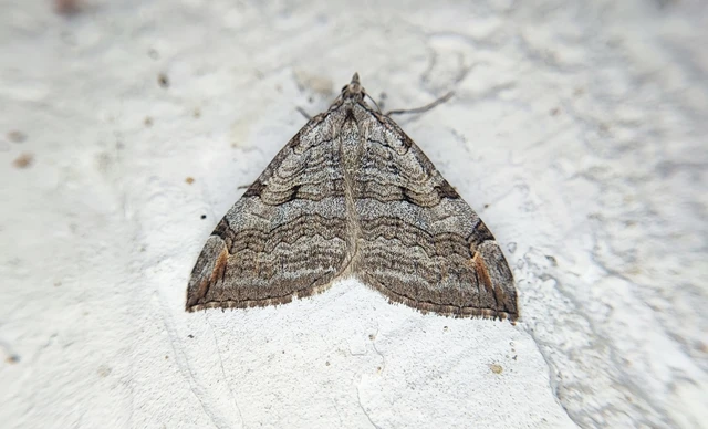 Aplocera efformata/plagiata