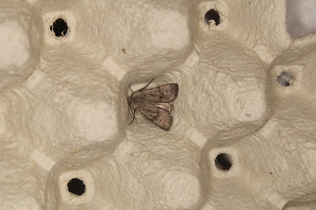 Agrotis cinerea - szürkés földibagoly