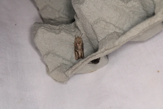 Egira conspicillaris - változékony szürkebagoly