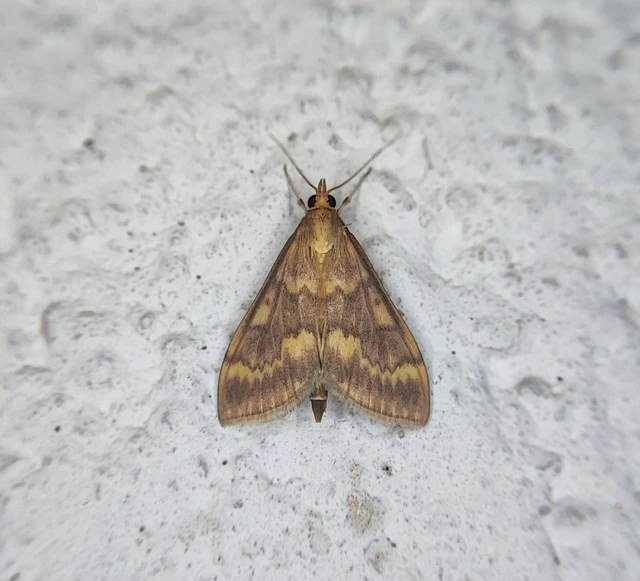 Microlepidoptera - Molylepkék