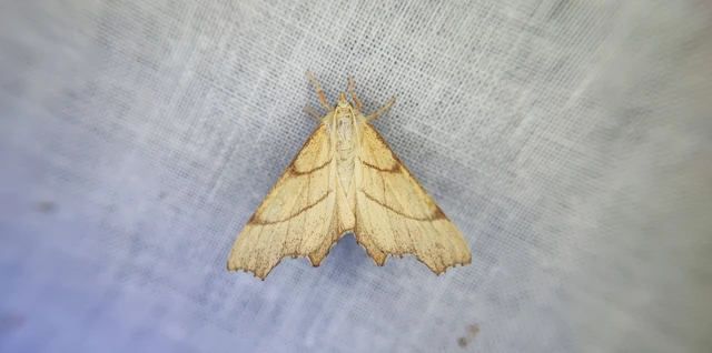 Ennomos erosaria - hársfa-levélaraszoló
