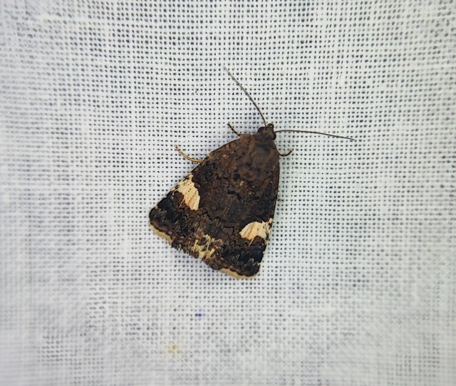 Tyta luctuosa - fekete nappalibagoly