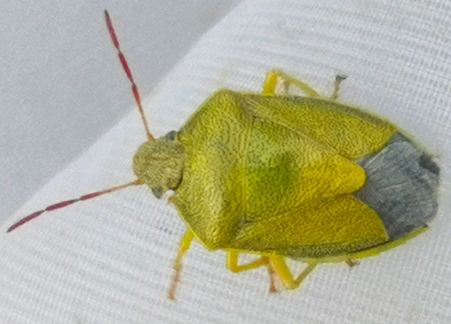 Piezodorus lituratus - bíboros címerespoloska Piezodorus lituratus - bíboros címerespoloska