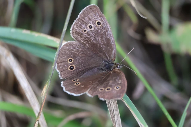 Aphantopus hyperanthus - közönséges ökörszemlepke