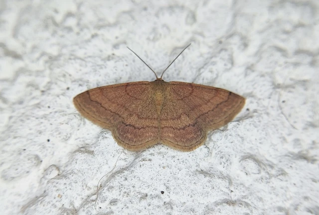 Scopula rubiginata - réti pirosaraszoló
