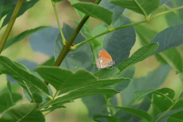 Coenonympha glycerion - közönséges szénalepke