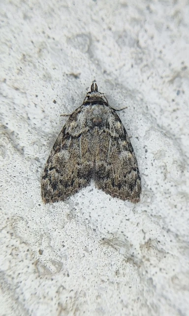 Meganola strigula - hamvas pamacsosszövő