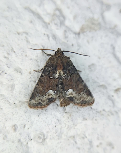 Oligia strigilis - kormos dudvabagoly