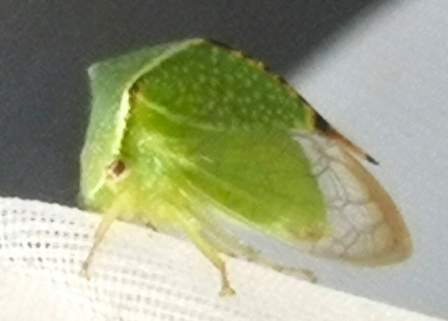 Stictocephala bisonia - bivalykabóca Stictocephala bisonia - bivalykabóca
