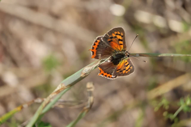 Lycaena phlaeas - közönséges tűzlepke