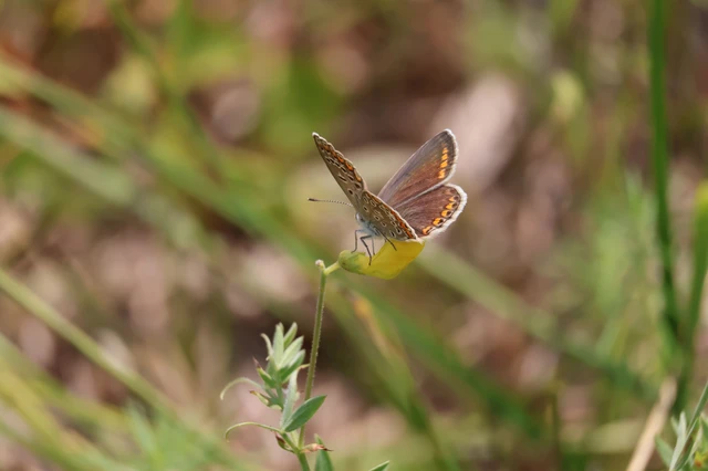 Polyommatus icarus - közönséges boglárka