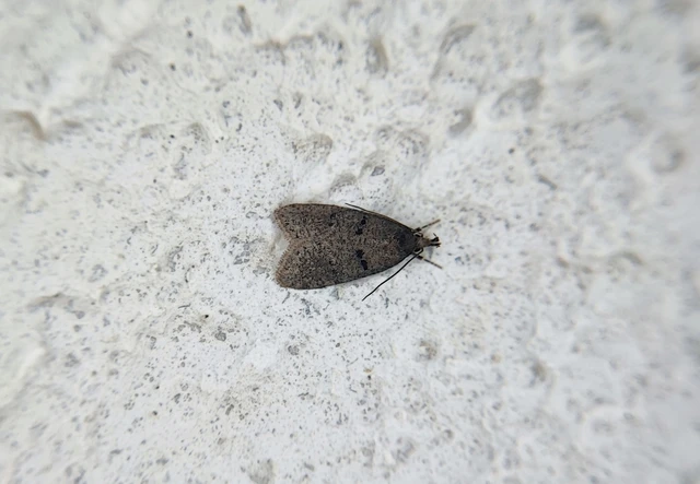 Microlepidoptera - Molylepkék