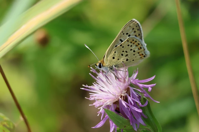 Lycaena tityrus - barna tűzlepke