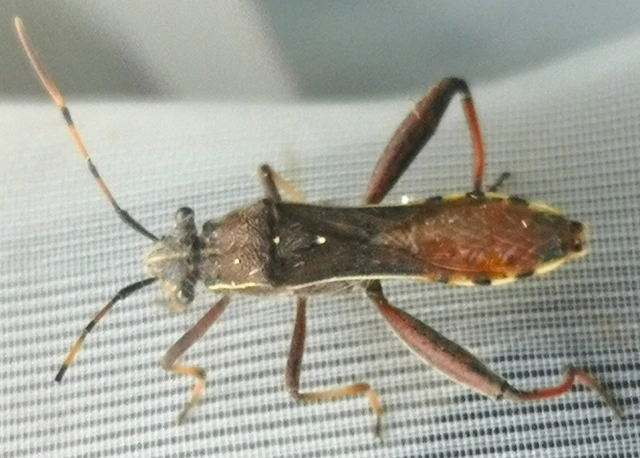 Camptopus lateralis - görbelábú karimáspoloska Camptopus lateralis - görbelábú karimáspoloska