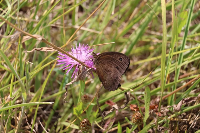 Minois dryas - fekete szemeslepke