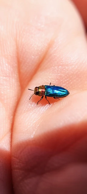 Anthaxia nitidula - ragyogó virágdíszbogár