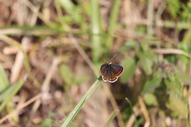 Aricia agestis - szerecsenboglárka