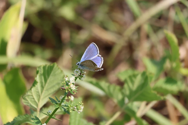 Polyommatus icarus - közönséges boglárka