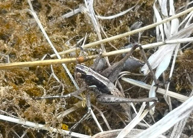 Orthoptera - Egyenesszárnyúak