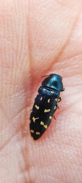 Acmaeodera degener - sárgafoltos zömökdíszbogár