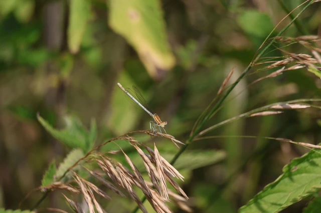 Platycnemis pennipes - széleslábú szitakötő Platycnemis pennipes - széleslábú szitakötő