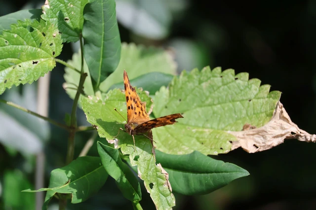 Nymphalis c-album - C-betűs lepke