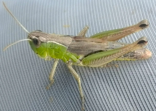 Orthoptera - Egyenesszárnyúak