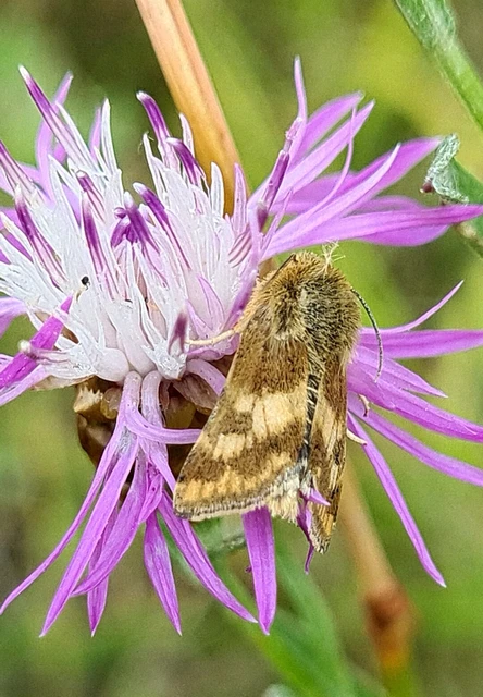 Schinia cardui - keserűgyökér-nappalibagoly